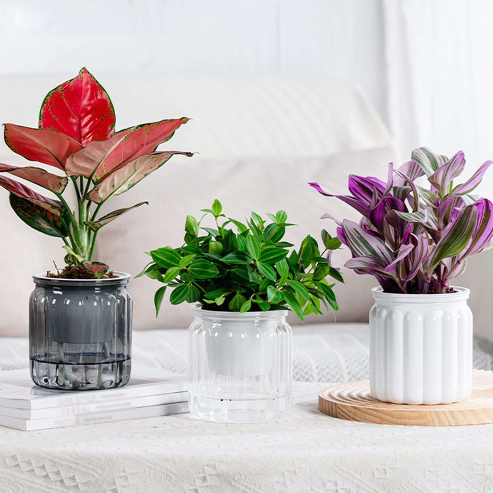 Современные самополивающиеся к – обзор и цена Snake Plant Ceramic