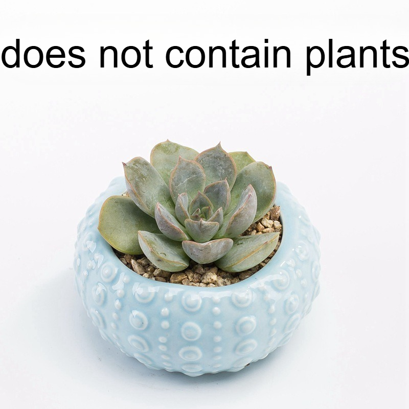 Хит продаж: милый мультяшный ц – обзор и цена Snake Plant Ceramic